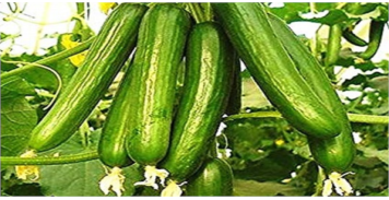 برنامه تغذیه خیار